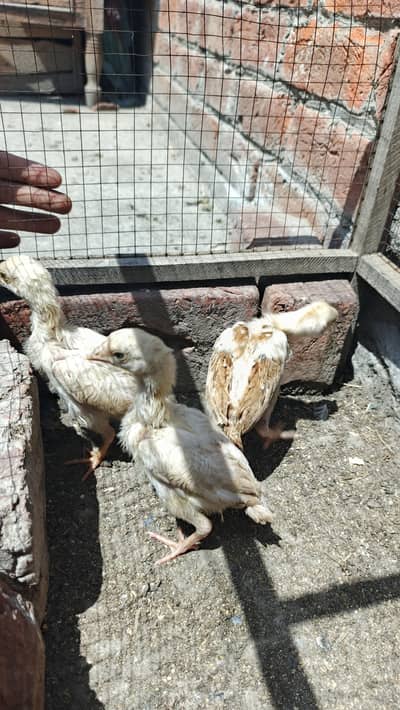 peela ×slati chicks available