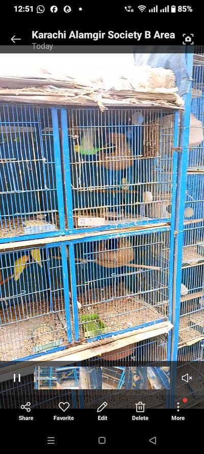 Cages Pinja For Sale