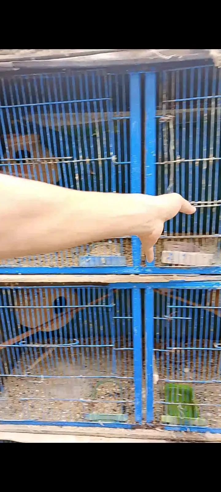 Cages Pinja For Sale — photo 2