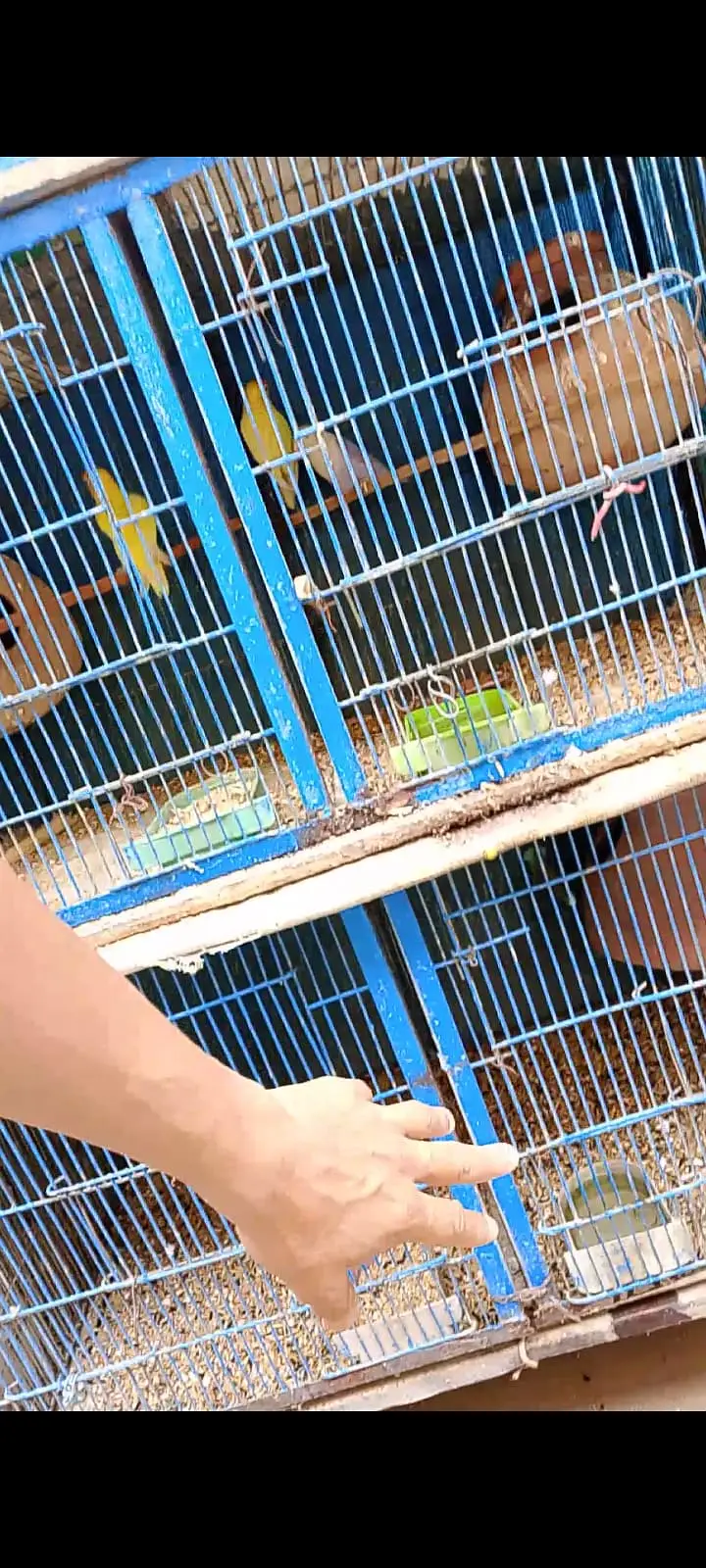 Cages Pinja For Sale — photo 4