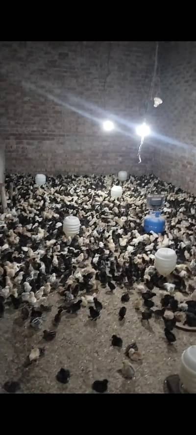 1 desi murghi/mughaa 70 rupy ka