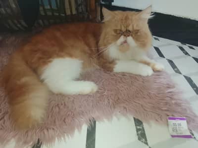 persian male blood line Peki Punch Face 3pl coat Pure Bread