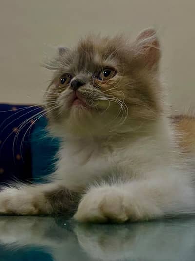 Persian kitten