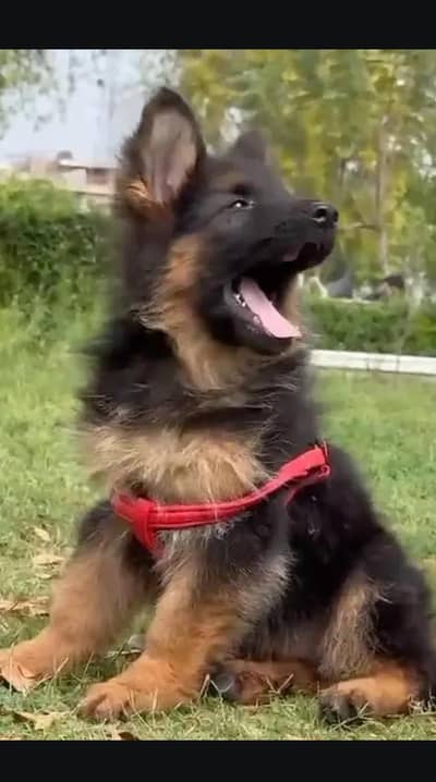 ydoydoyzkysydoyfoyd