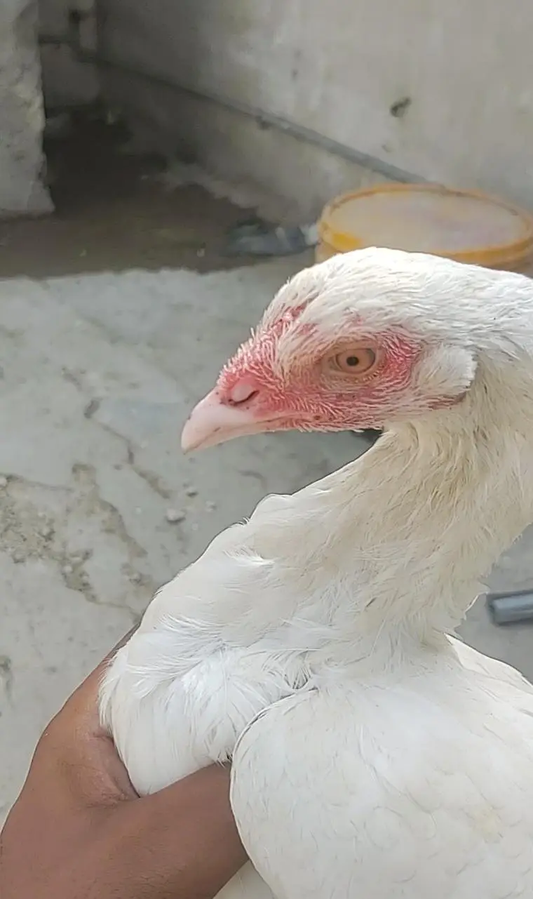 Top quality Heera aseel madi — photo 3