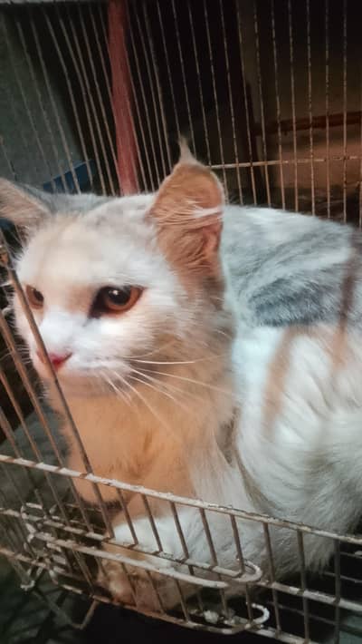 Cat for sale 03270140017