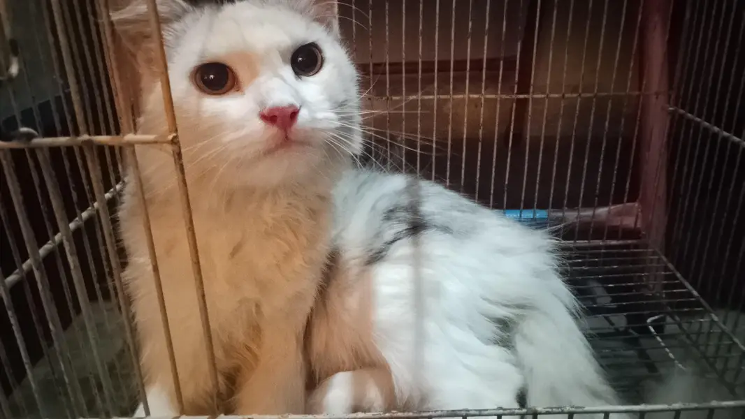 Cat for sale 03270140017 — photo 2