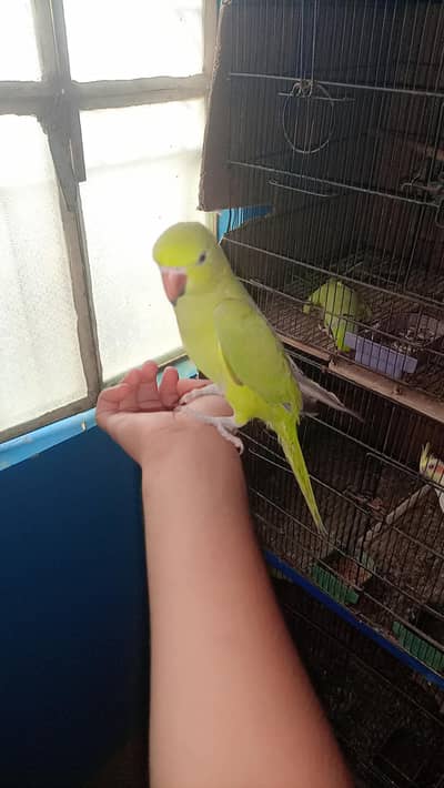 green ringneck phatty read desçription