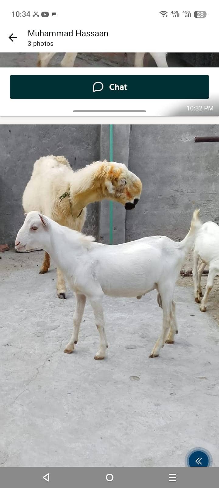 teddi bakry 0