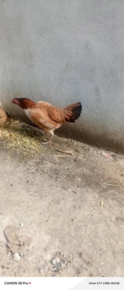 Aseel hens