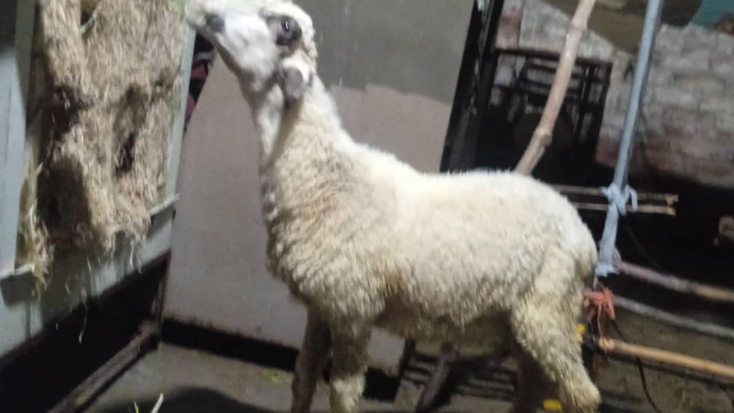 sheep 0