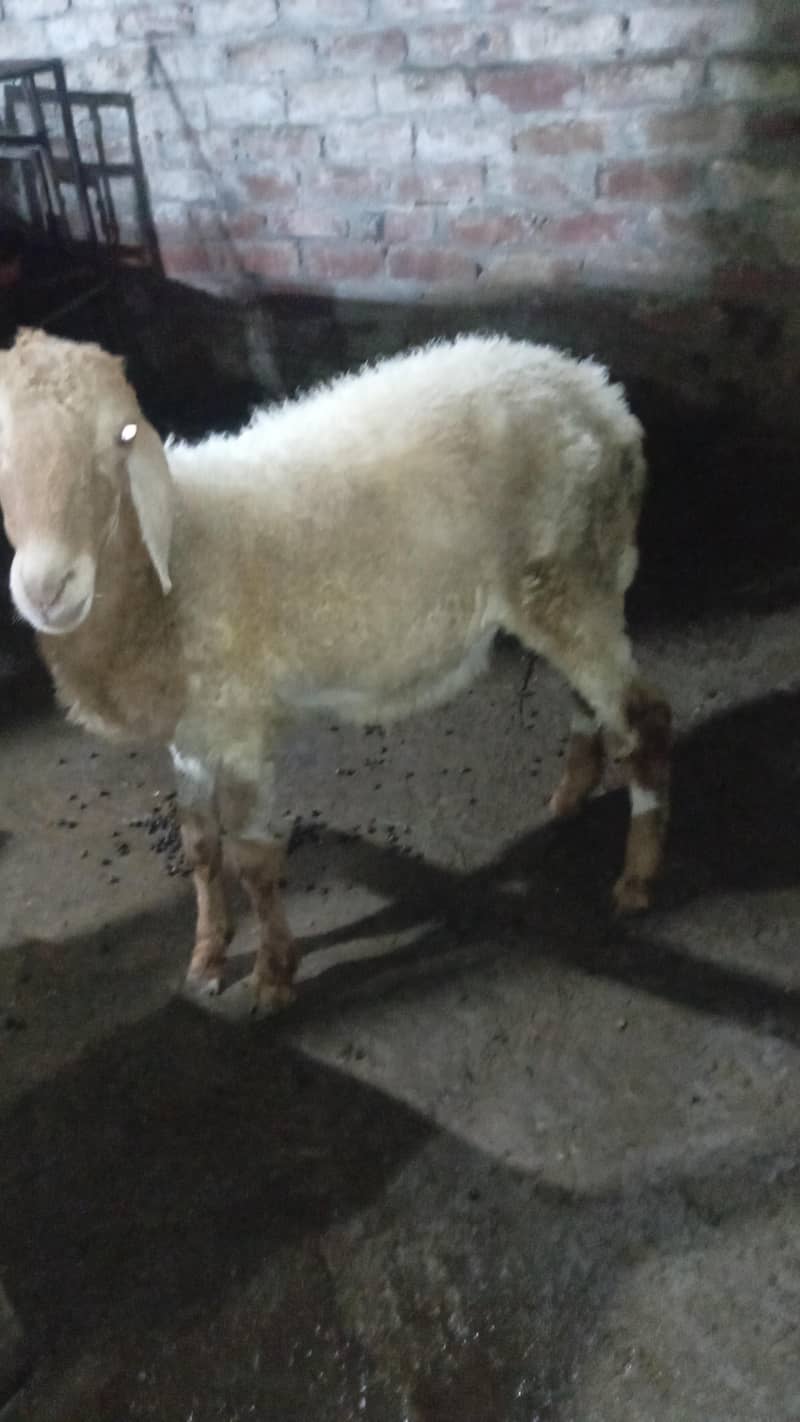 sheep 1