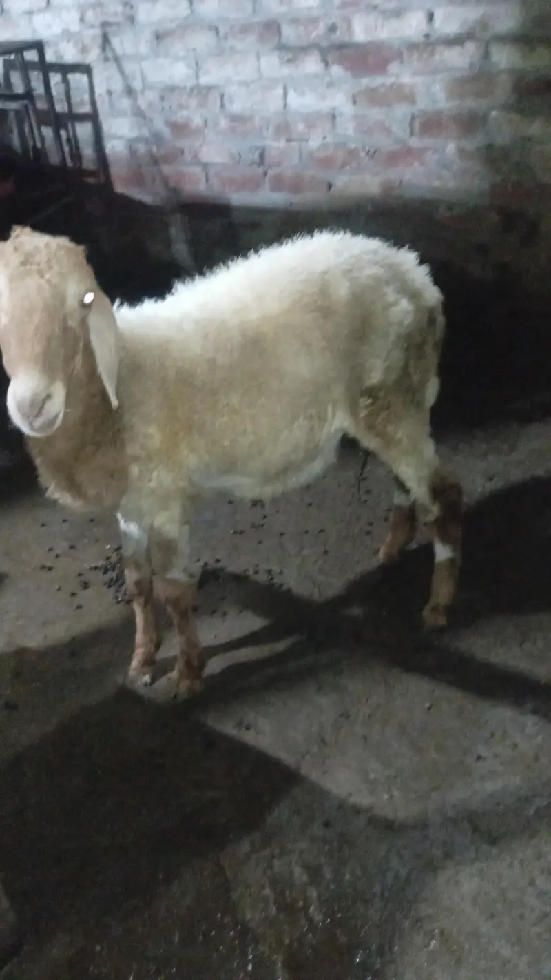 sheep — photo 2