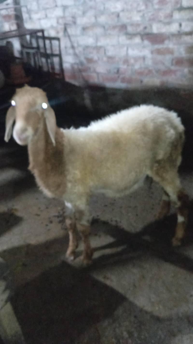 sheep 2