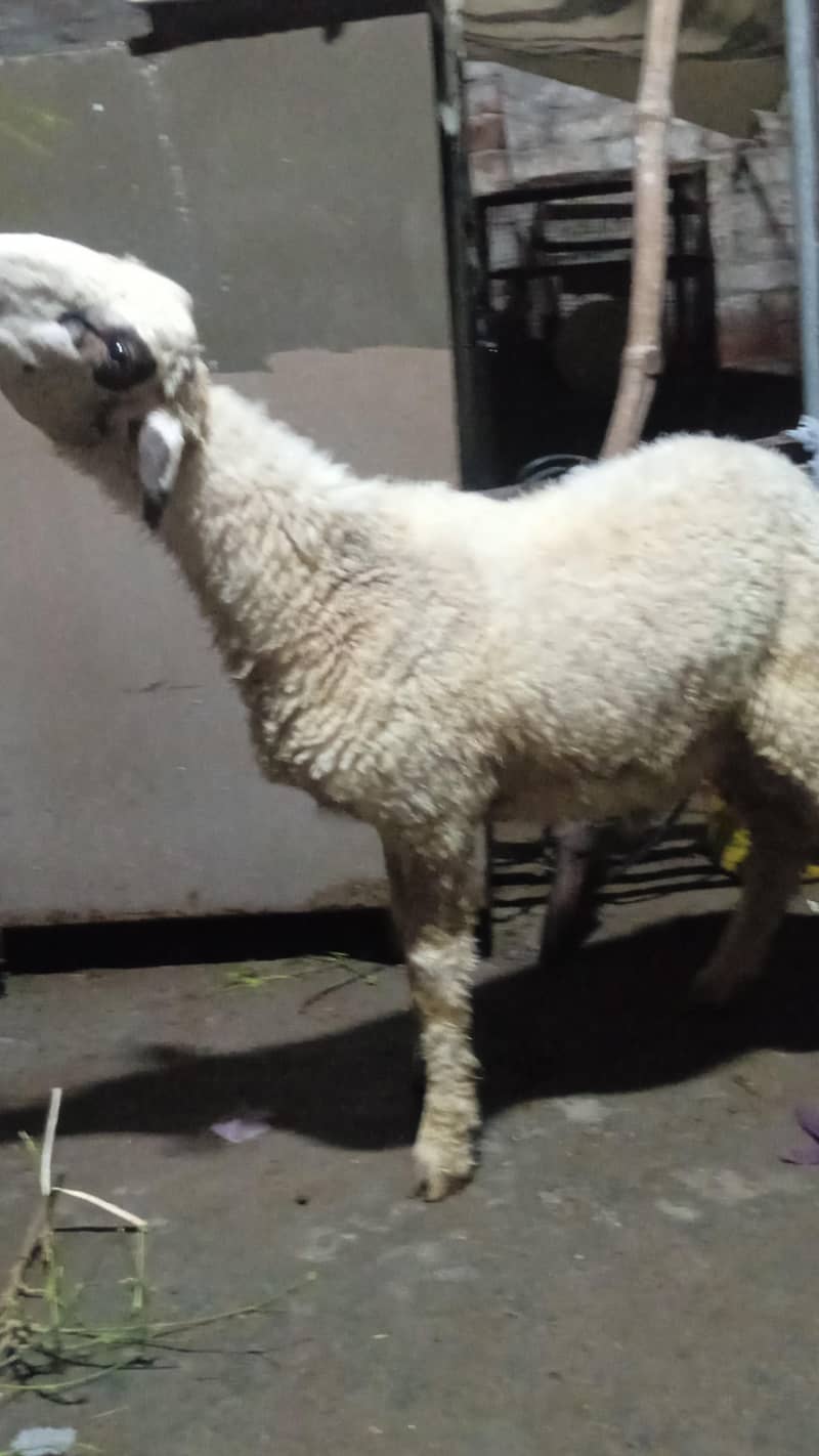 sheep 3