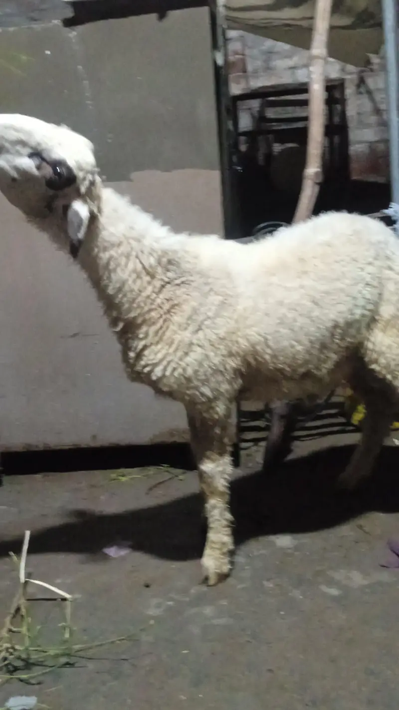 sheep — photo 4