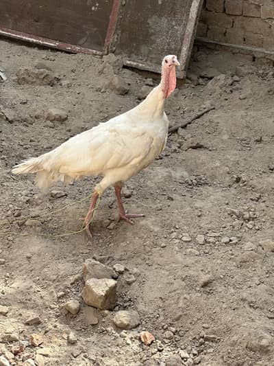Turkey  female