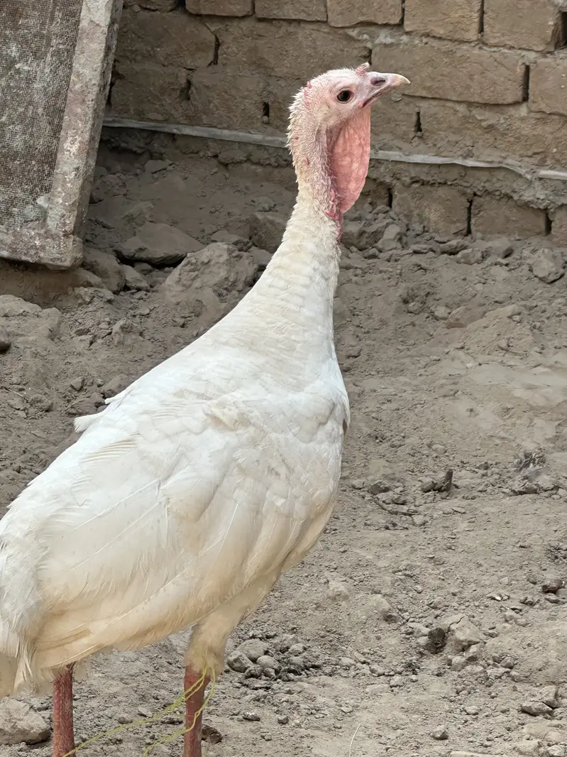 Turkey  female — photo 2