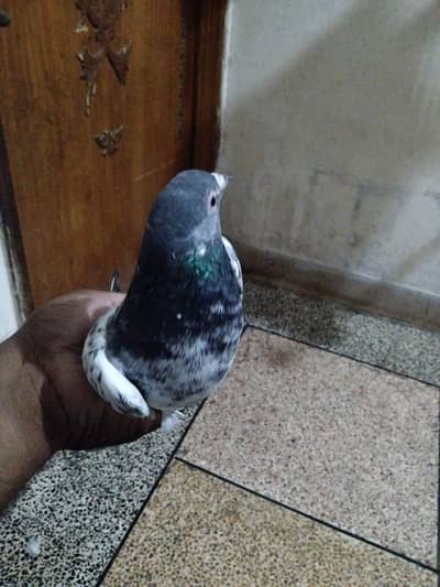 kabotar for sale