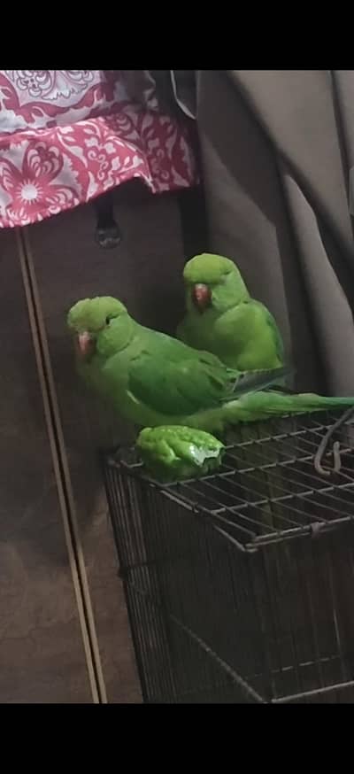 Breeding Pair Male Female For Sale Healthy nd Active