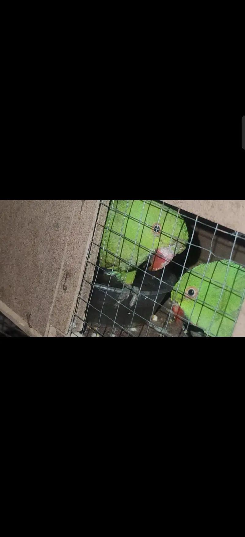 Breeding Pair Male Female For Sale Healthy nd Active — photo 2