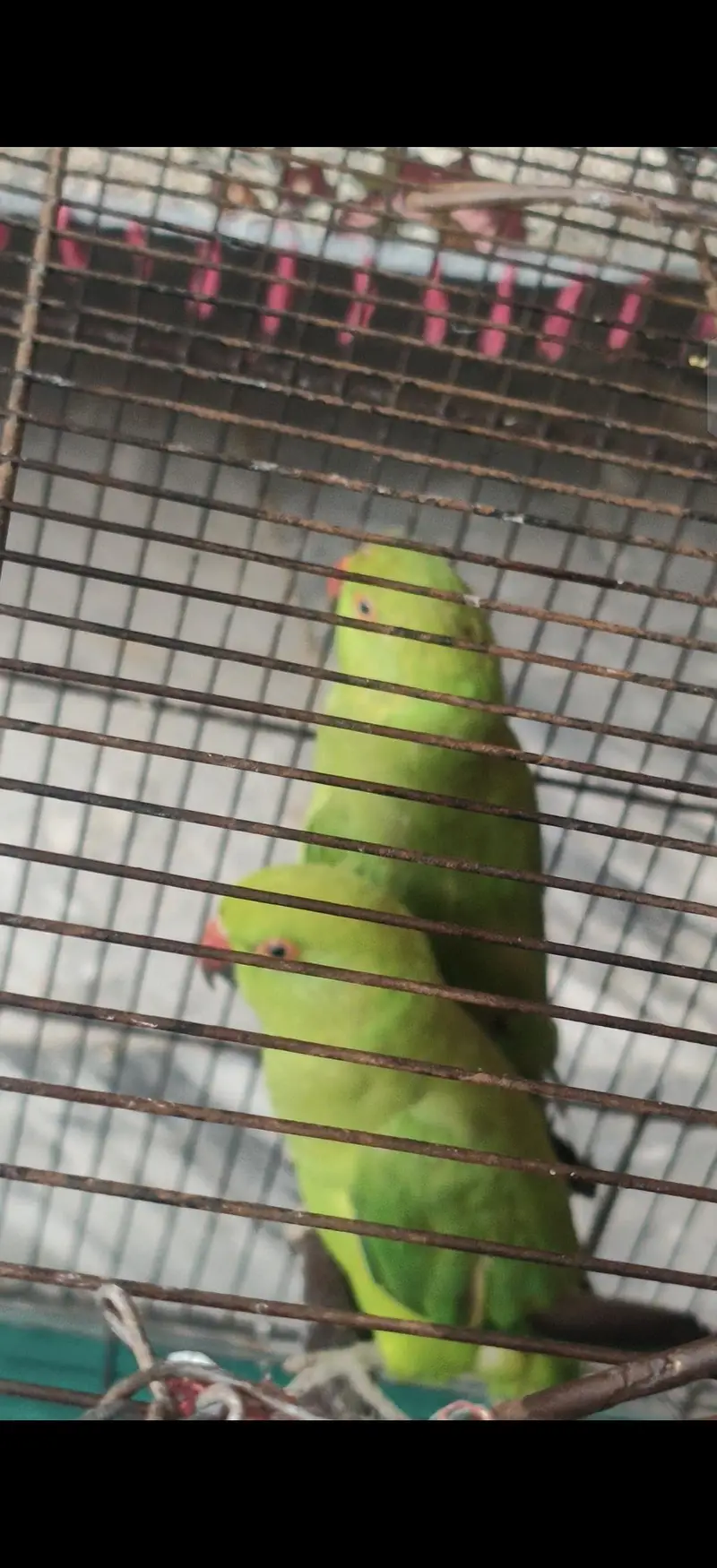 Breeding Pair Male Female For Sale Healthy nd Active — photo 3