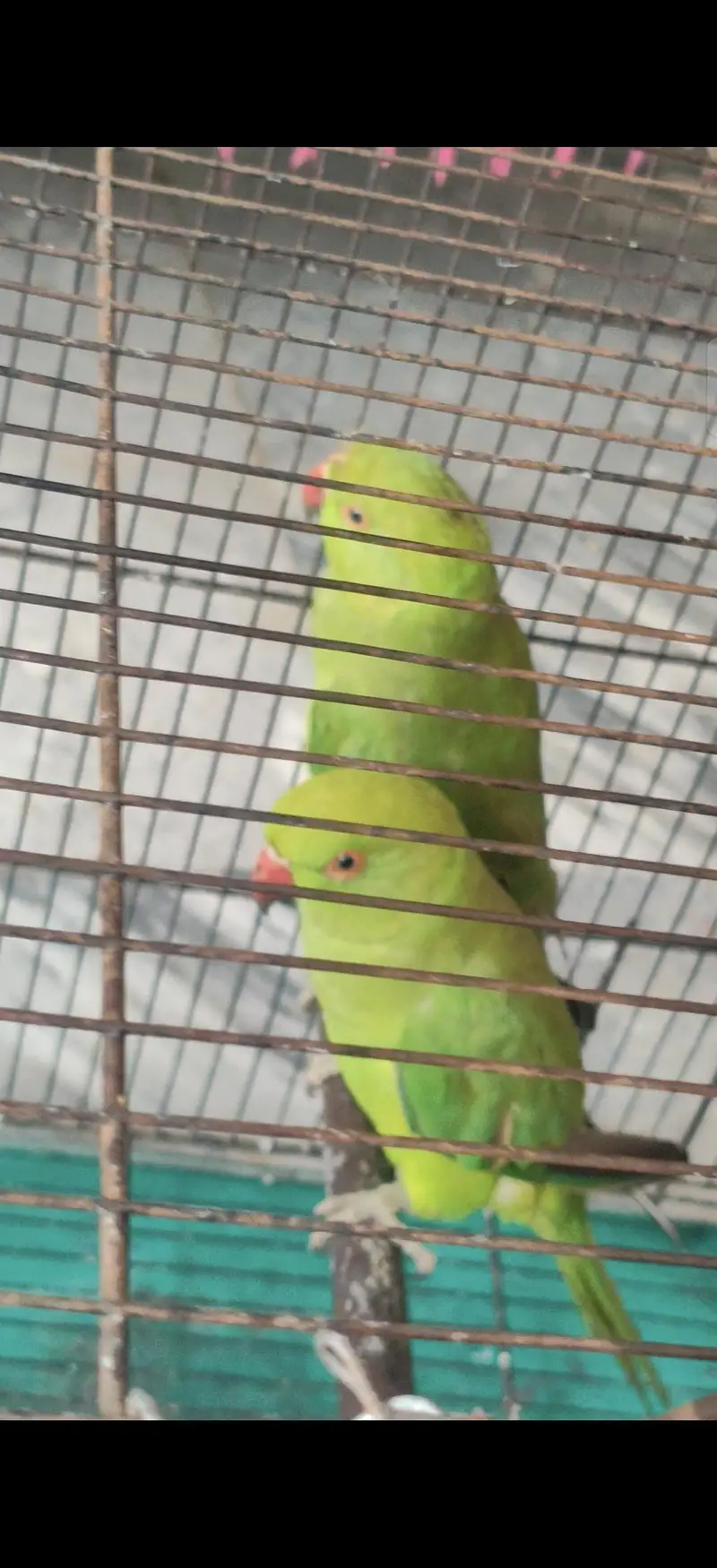 Breeding Pair Male Female For Sale Healthy nd Active — photo 4