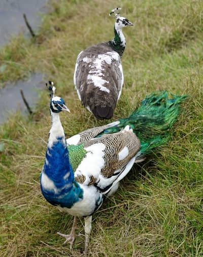 A+ quality paid  Indian blue shoulder bareedr pair  for sale