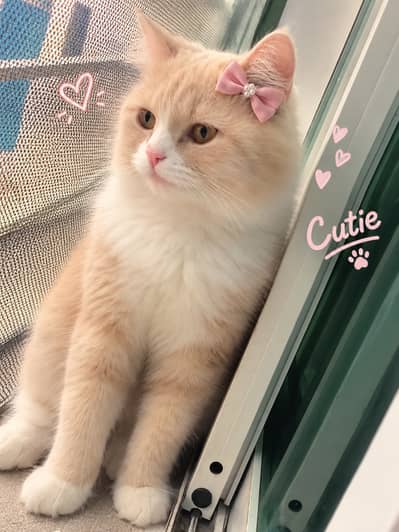  Beautiful Female Persian Cat for Sale    Age: 1 Year  Colo