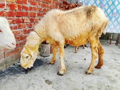 mundri gaban sheep