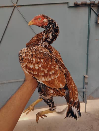 pure Miawali pili madi mazboot jor me white eyes me for sale
