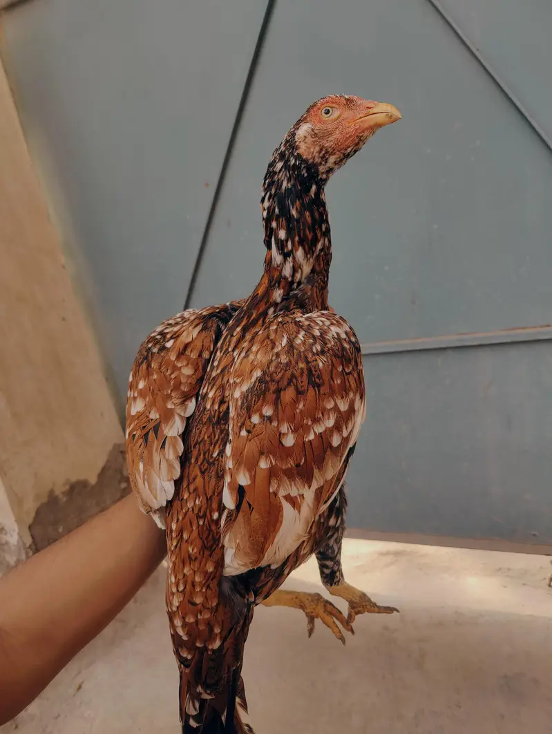 pure Miawali pili madi mazboot jor me white eyes me for sale — photo 2