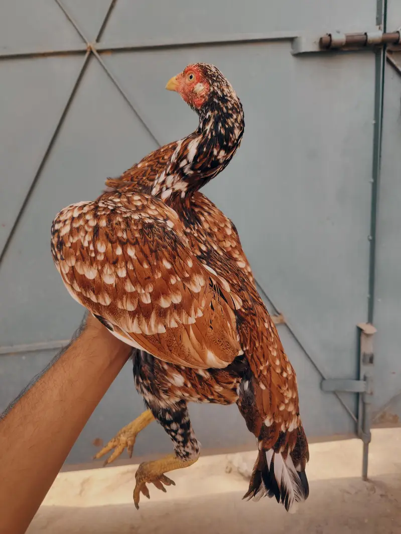 pure Miawali pili madi mazboot jor me white eyes me for sale — photo 5