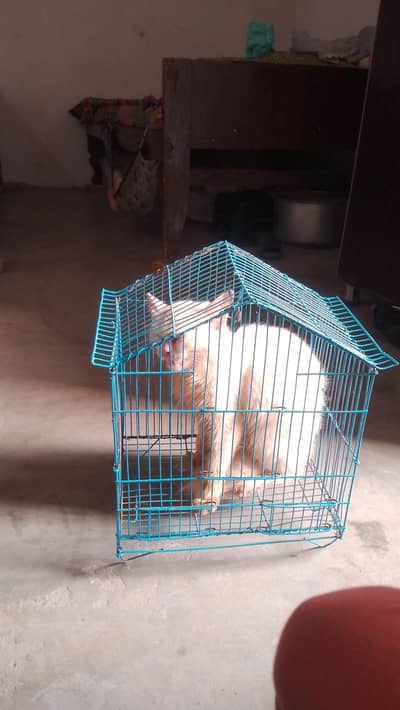cat hai sale Karni hai 6-7 month ki hai