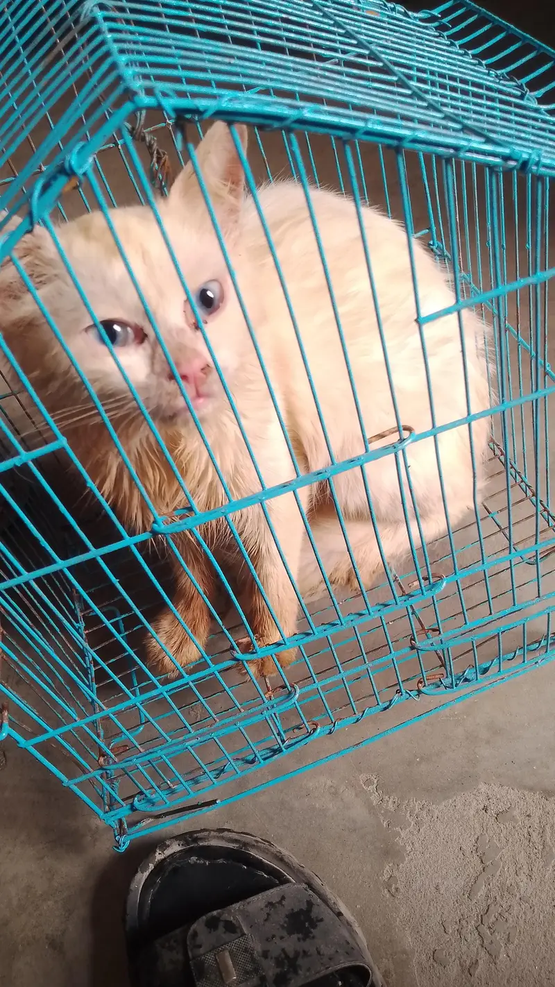cat hai sale Karni hai 6-7 month ki hai — photo 2