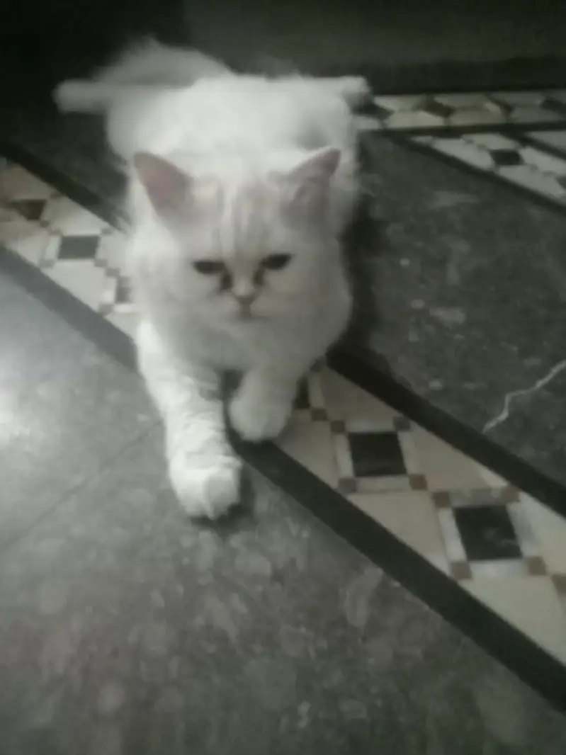 cat hai sale Karni hai 6-7 month ki hai — photo 3