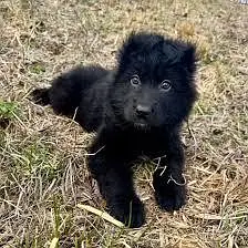 50 days age hai top quality long hair puppy — photo 2