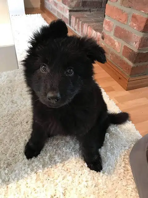 50 days age hai top quality long hair puppy — photo 3