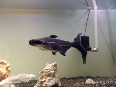 Large Iridescent Shark Fish for Sale | 13 Inch | Karachi