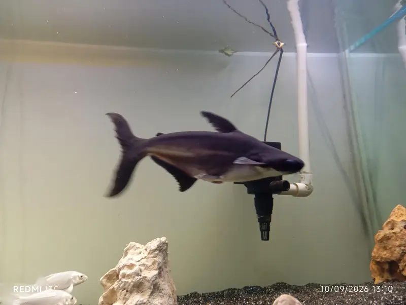 Large Iridescent Shark Fish for Sale | 13 Inch | Karachi — photo 2
