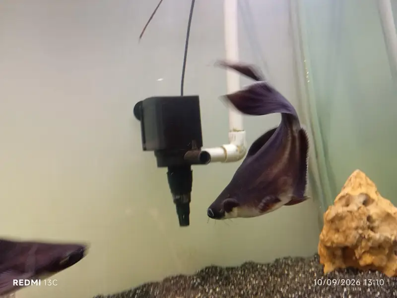 Large Iridescent Shark Fish for Sale | 13 Inch | Karachi — photo 3