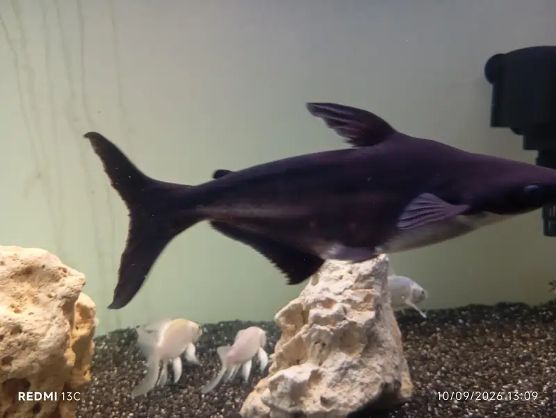 Large Iridescent Shark Fish for Sale | 13 Inch | Karachi — photo 4