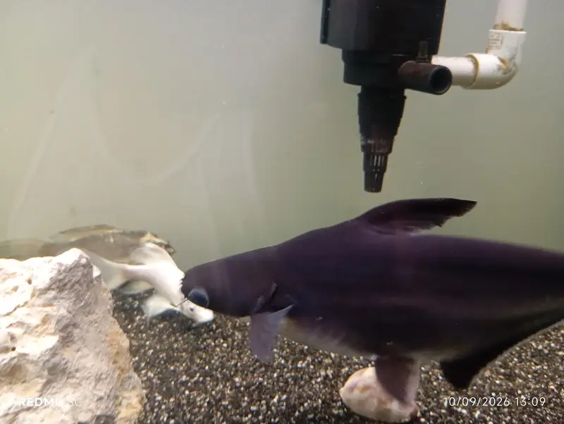 Large Iridescent Shark Fish for Sale | 13 Inch | Karachi — photo 6
