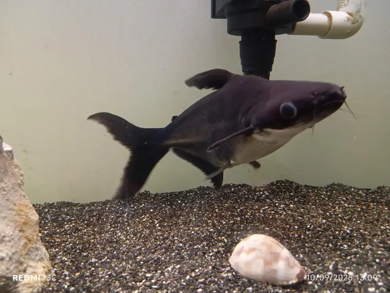 Large Iridescent Shark Fish for Sale | 13 Inch | Karachi — photo 7
