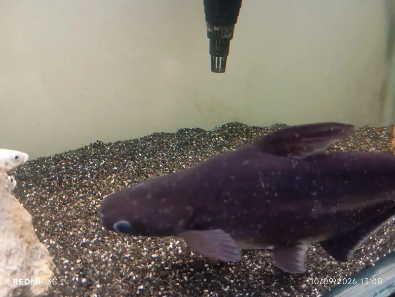 Large Iridescent Shark Fish for Sale | 13 Inch | Karachi — photo 8