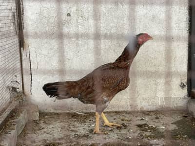 Aseel Madi Aseel Pathay