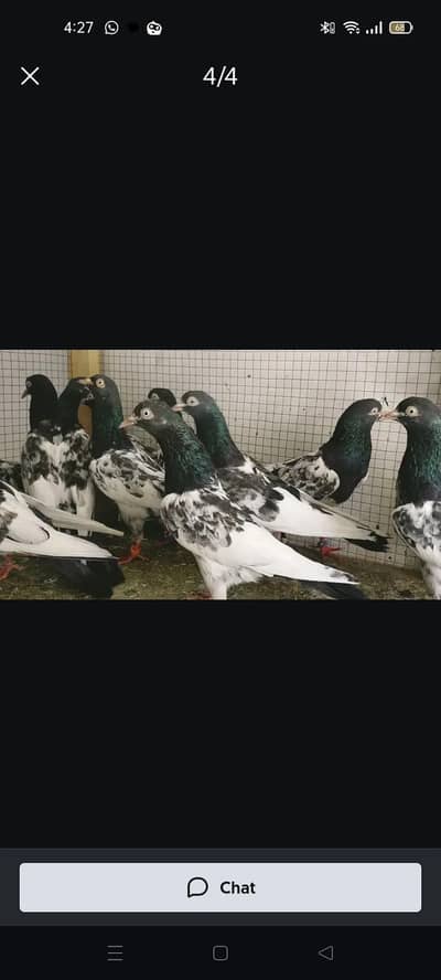 teddy pigeon