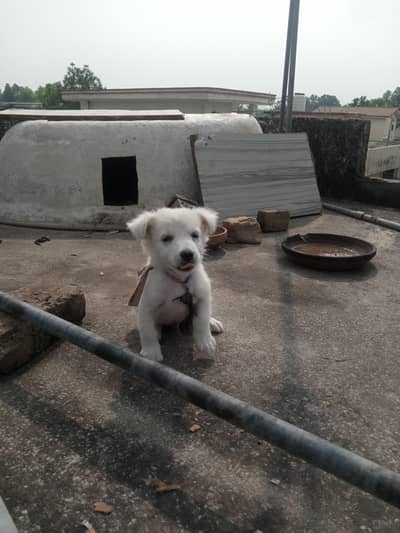 Russian dog home barid hay