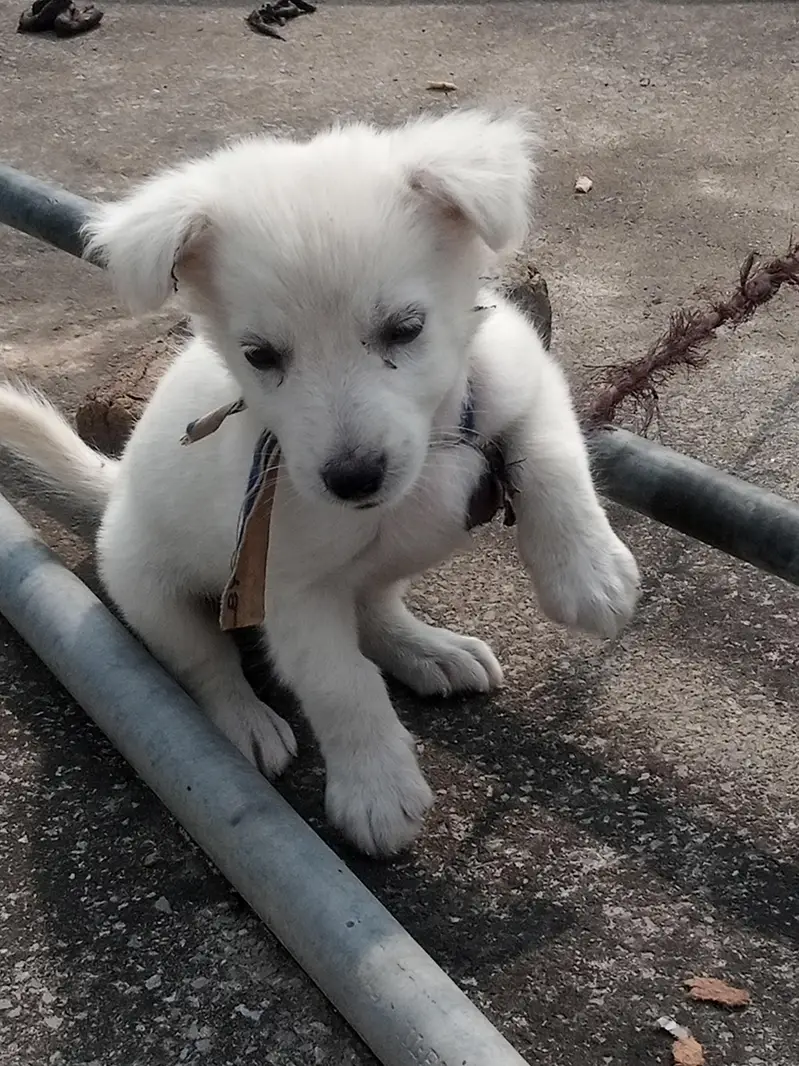 Russian dog home barid hay — photo 2