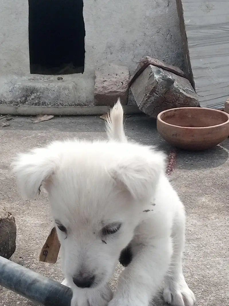 Russian dog home barid hay — photo 3